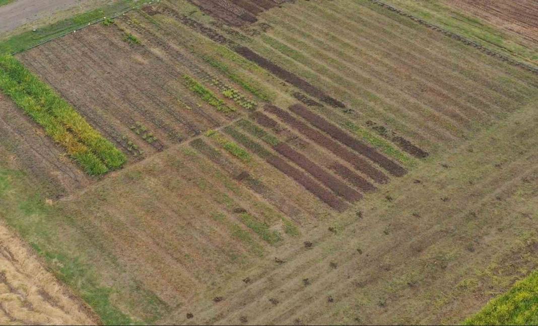 Dönümünden 1 ton ürün alınıyor, kilosu 2 bin TL, üstelik devlet destekli! Hasat başladı, paraya para demiyorlar 3